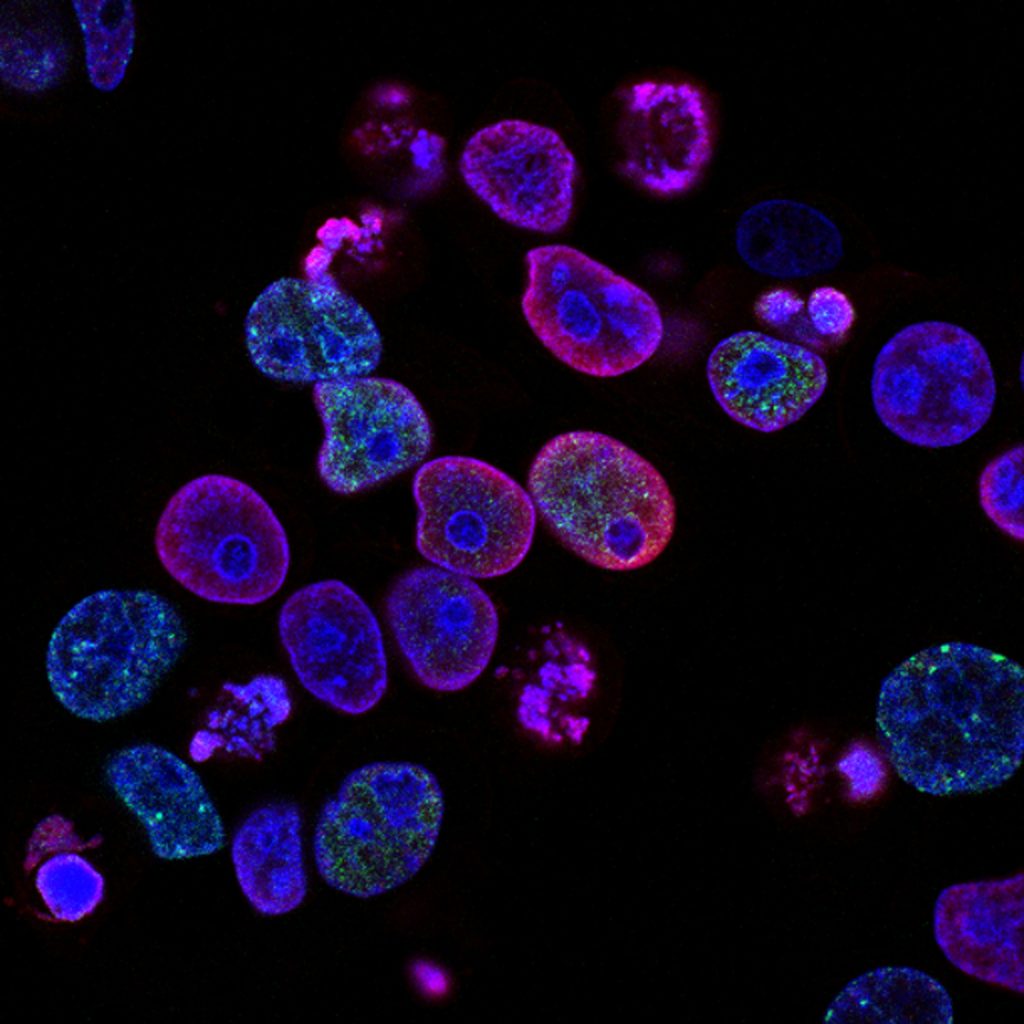 Unexpected discovery about stem cell immortality