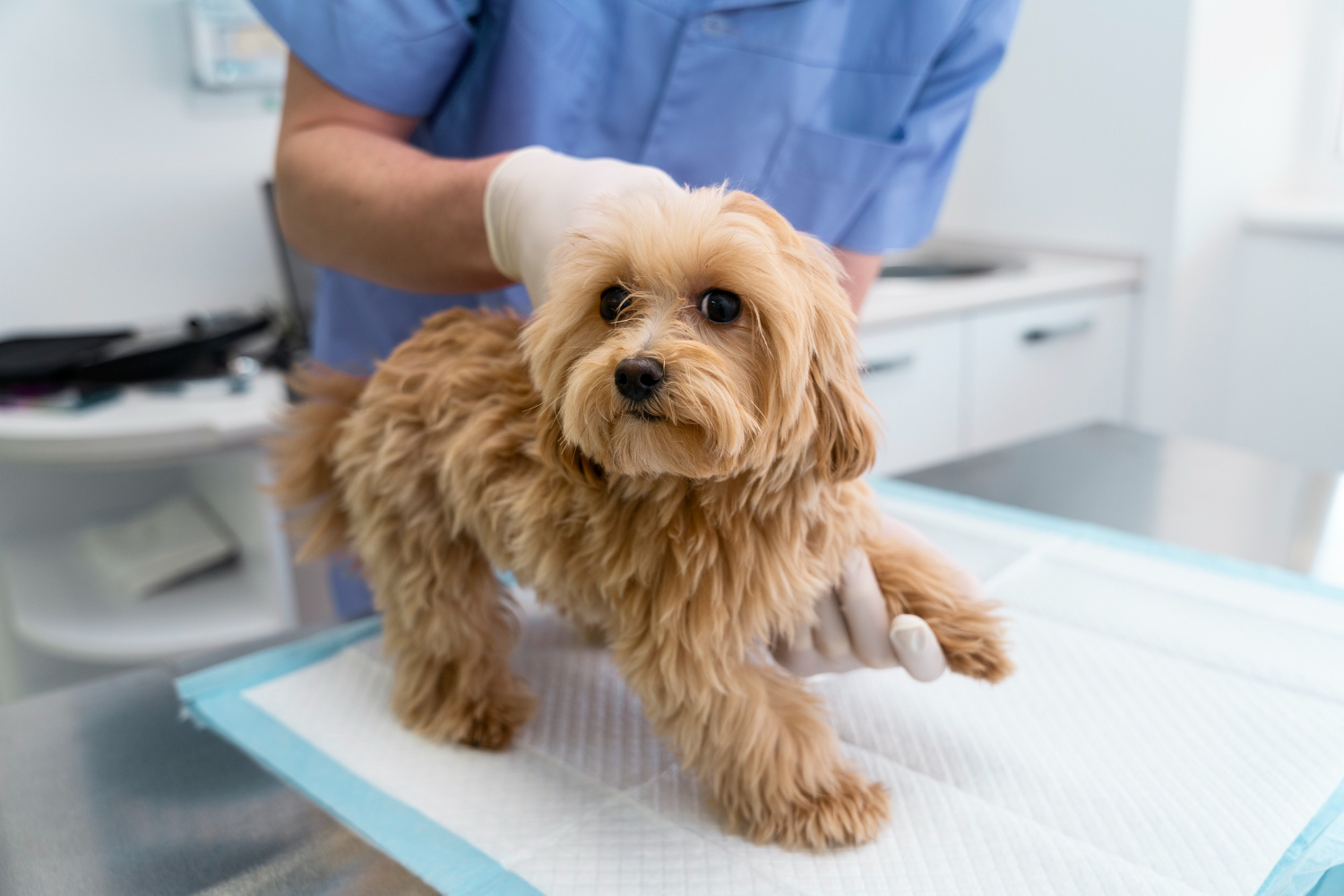 Stem cell therapy now available for pets