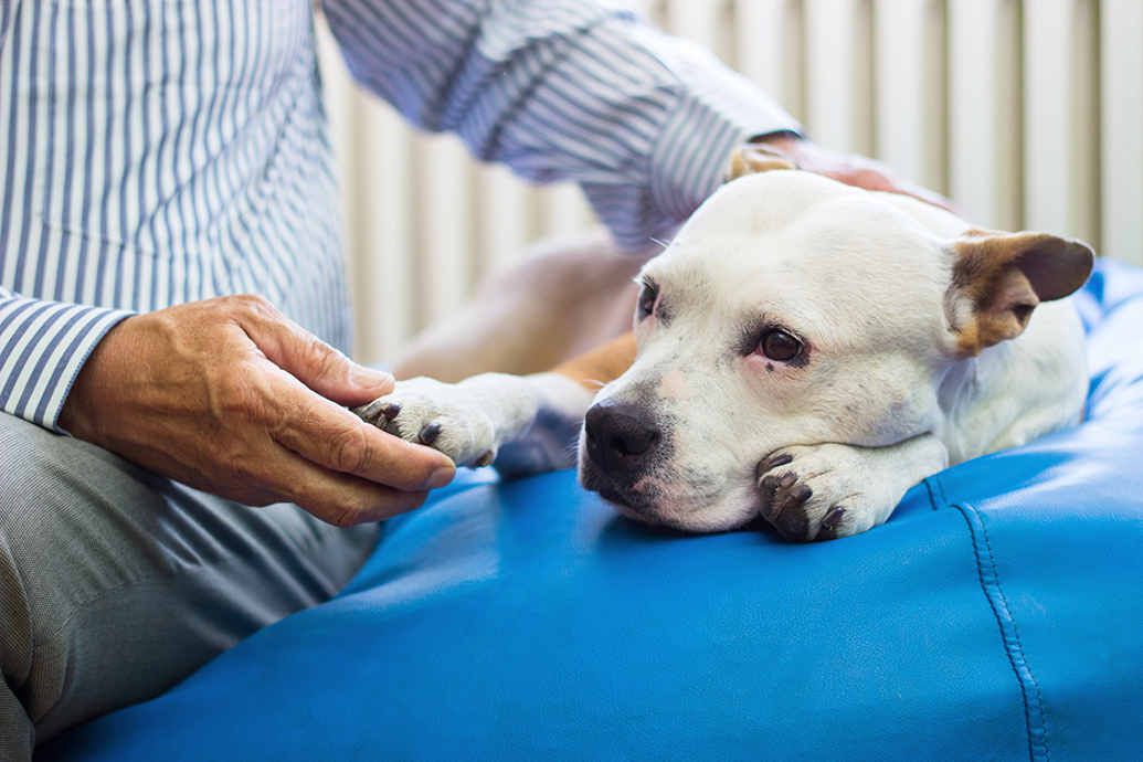 Successful stem cell treatment for acute spinal cord injury in dogs